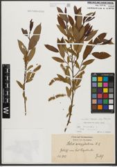 Foto von Salix triandra subsp. triandra L.